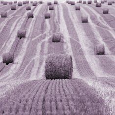 Признаки неосвоенной земли: как избежать изъятия участка? Признаки неосвоенной земли: как избежать изъятия участка?