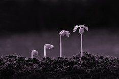 Как оформить сервитут на участок, расположенный внутри крупного земельного квартала?